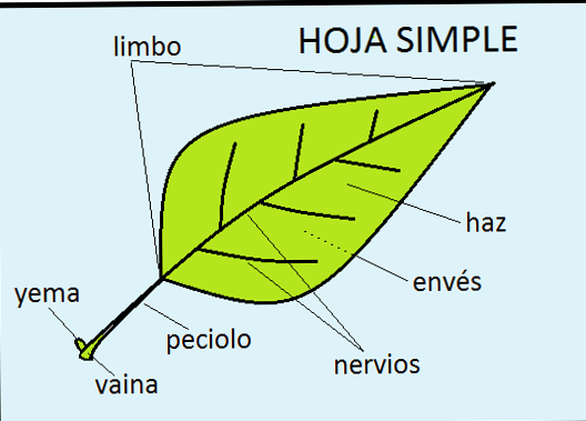 Hojas de árboles con sus nombres en español