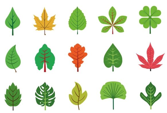 Hojas de árboles con sus nombres en español