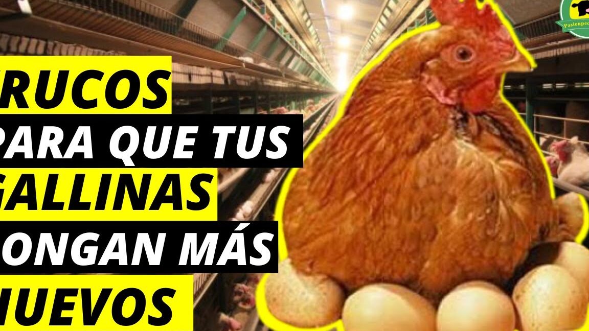 ️Cómo lograr que las gallinas pongan más huevos【 ️】ProyectoFactoria